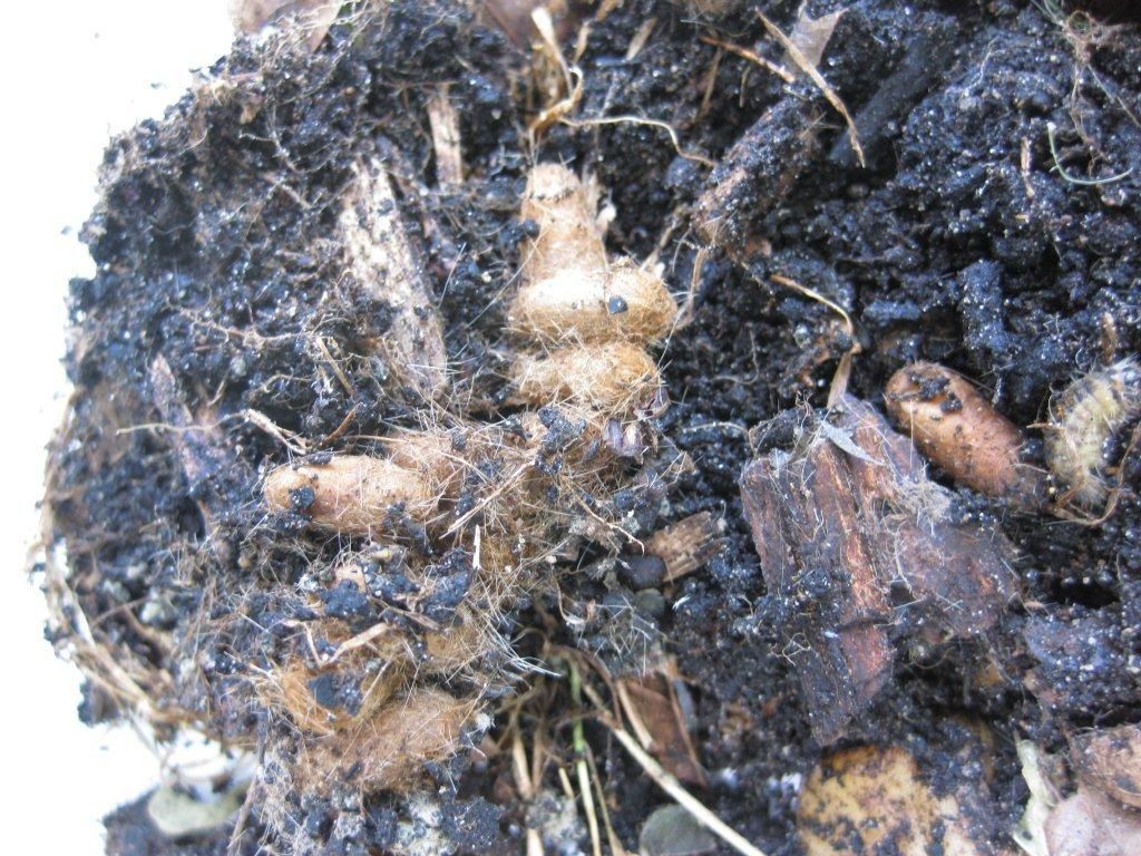 Uitgegraven bodemnest eikenprocessierups (foto: Silvia Hellingman)