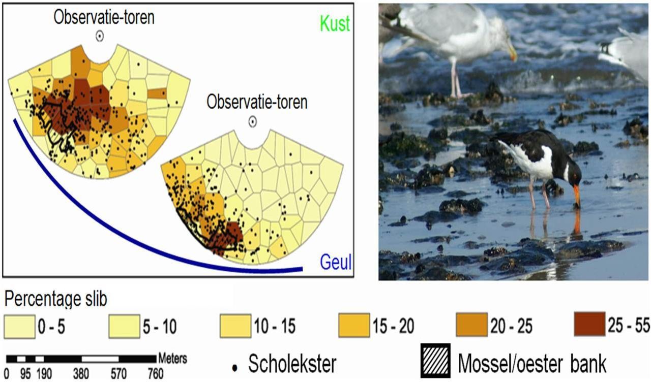 Links een schematische weergave van de twee gebieden op het wad van Schiermonnikoog die onderzocht zijn, rechts vogels op het wad (figuur: Els van der Zee, foto: Roelant Snoek)