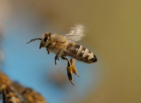 Bestuivers als deze honingbij kunnen het slachtoffer worden van bespoten bloemen (foto: Bram Cornelissen)