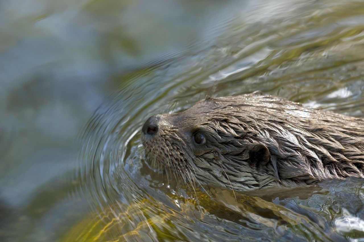 Voor een fundamenteel herstel van verloren gewaande soorten als deze Otter is meer nodig dan de huidige natuurbeschermingsinitiatieven kunnen bieden. (foto: Hugh Jansman, Alterra)
