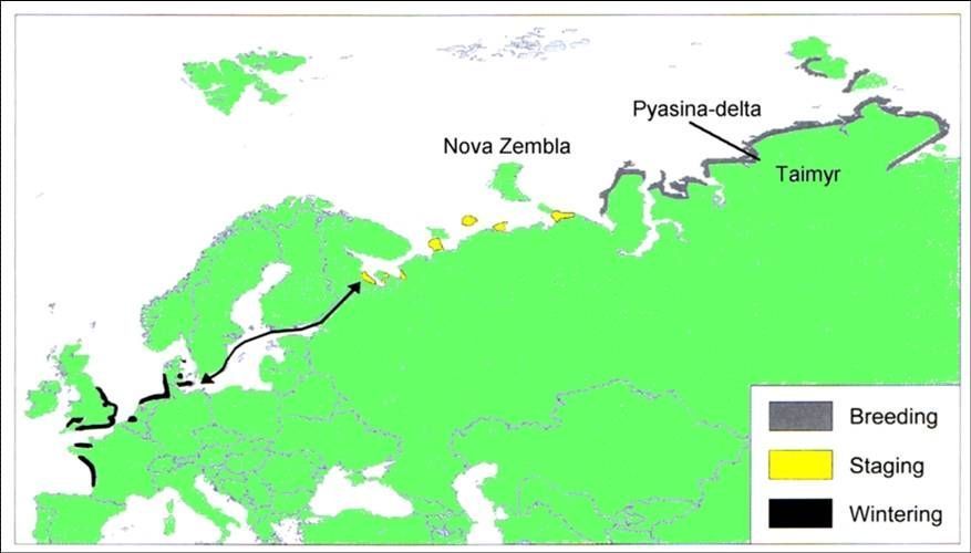 Rotganzen trekken vanuit Noord-Rusland en de Siberische toendra via de Oostzee naar hun overwinteringsgebieden in de Waddenzee, Zuid-Engeland en de Franse Kust (kaart: Vincent Schricke)