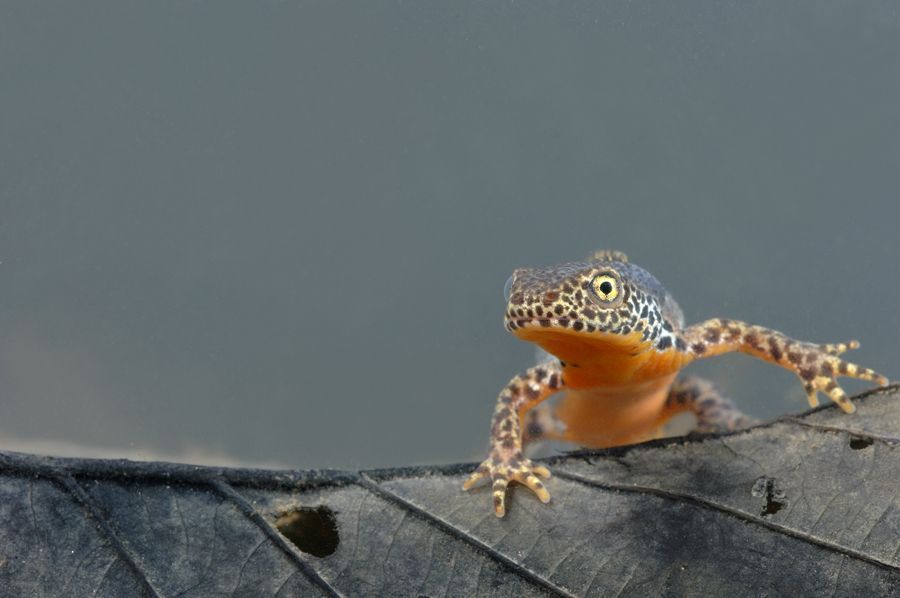 Elk jaar bijten salamanders de spits van de gote amfibieëntrek af maar met de temperatuursdaling die de komende dagen wordt verwacht, zal de trek vermoedelijk nog geen hoge toppen scheren (foto: Hugo Willocx)