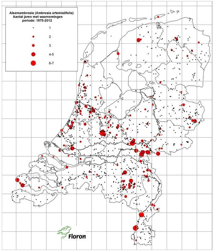 Hotspots van alsemambrosia in Nederland op basis van waarnemingen in de periode 1975 tot en met 2012 (bron: NDFF, FloravanNederland.nl, De Natuurkalender, Waarneming.nl)
