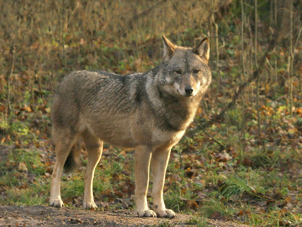 Wolf (foto: Leo Linnartz)