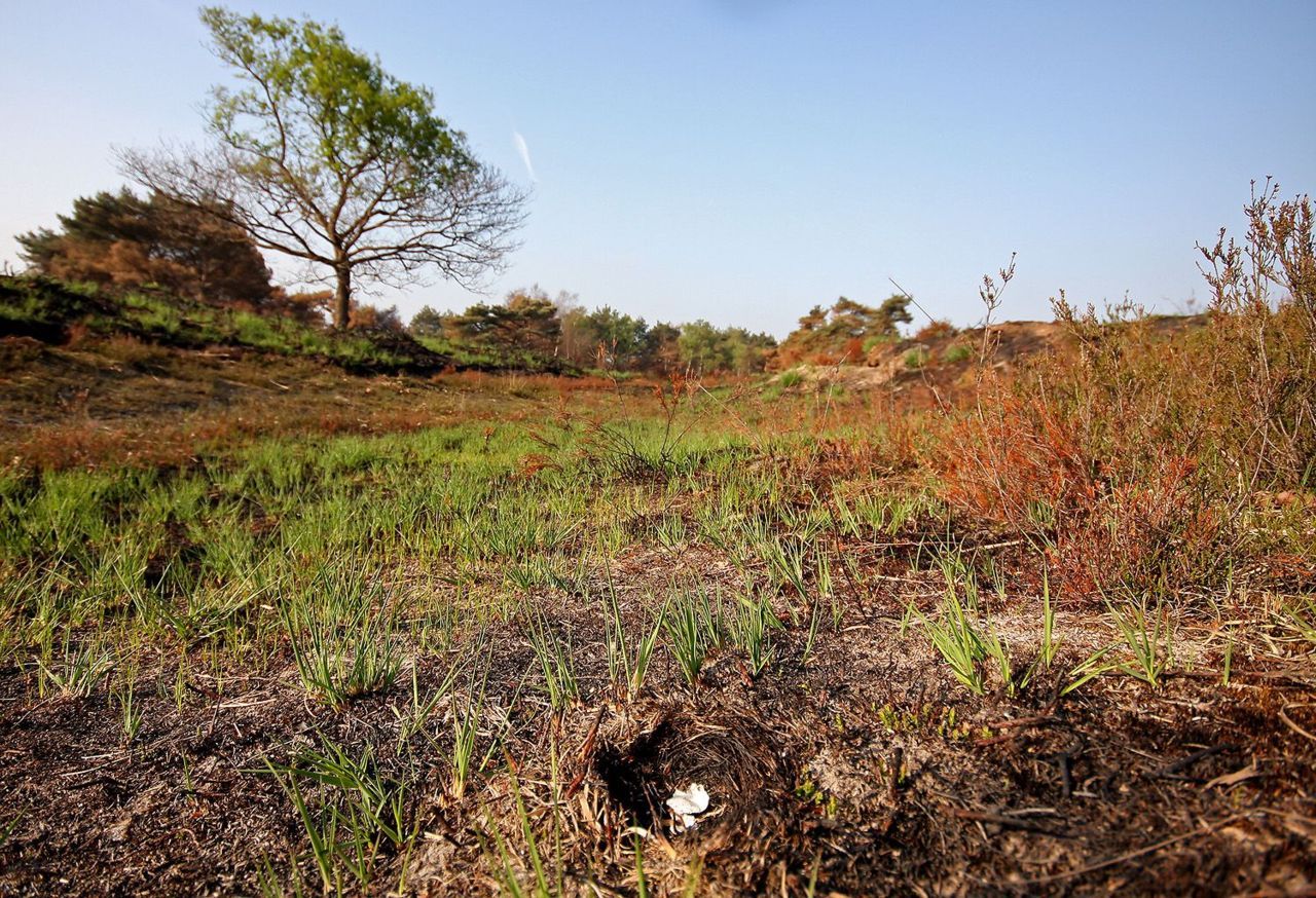 Hoewel enkele nesten in de brand van 2011 verloren gingen (verbrand nest op de voorgrond), bleek de ramp voor de Boomleeuwerik uiteindelijk erg positief uit te draaien (foto: Glenn Vermeersch)