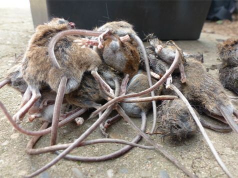 Gevonden dode bosmuizen in nestkasten (foto: Pascal Stroeken en Ronald van Harxen)