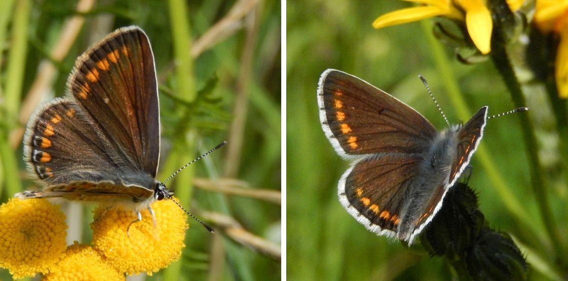 Bovenzijde van vrouwtje icarusblauwtje (links) en bruin blauwtje (rechts) kunnen zeer vergelijkbare tekening hebben. Bij verse vlinders is de geblokte franje van bruin blauwtje kenmerkend (foto’s: Kars Veling)