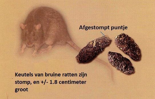 Bruine rat en keutels (foto: Wageningen UR)