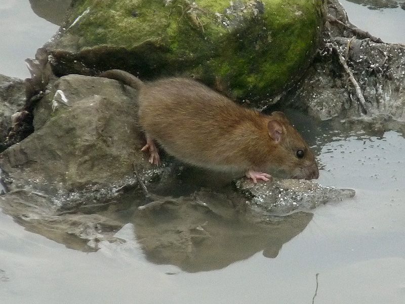 Een bruine rat gaat langs de waterlijn op zoek naar eten (foto: Erik Toorman)