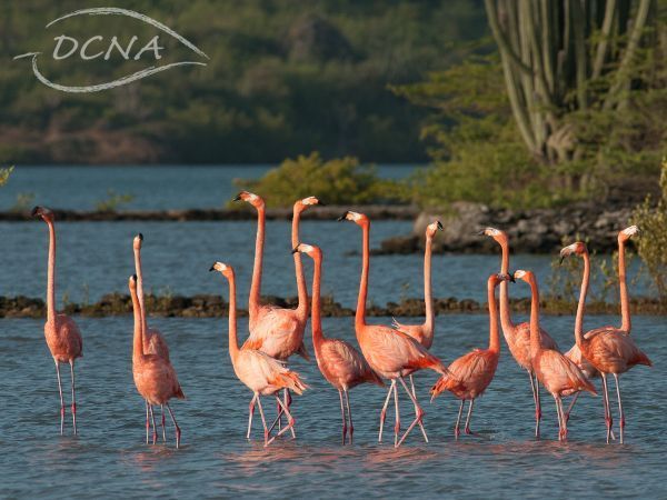 Caribbean flamingo, Caribische flamingo (picture: Henkjan Kievit)