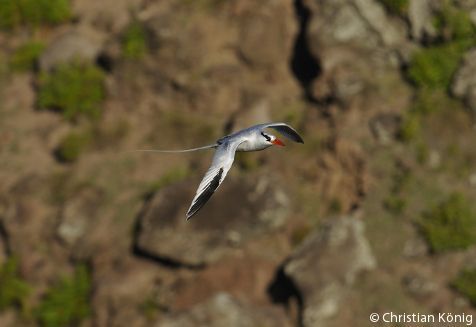 Red-billed Tropicbird in flight (photo: Christian König)