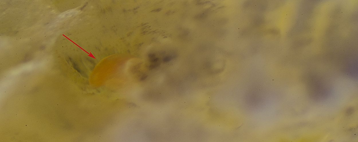 Zeenijntje in de kieuwkrans van de Citroenslak, gevonden tijdens de LIMP-excursie van 7 februari 2015 (foto: Peter H van Bragt)