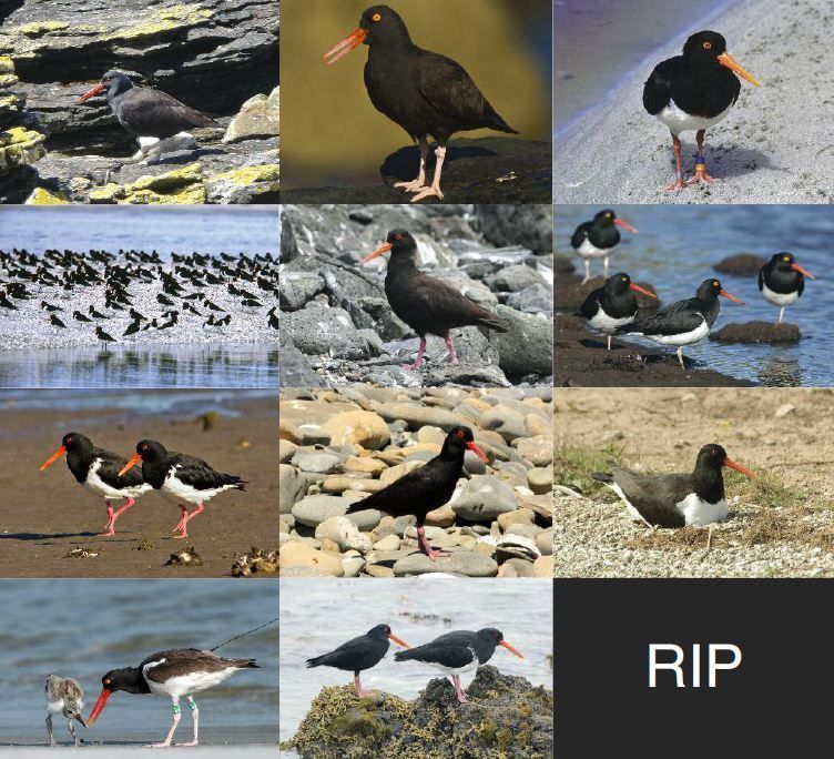 Compilatie scholeksters (foto: Vogelbescherming Nederland)