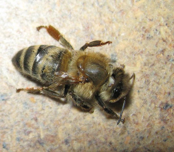Het deformed wing-virus doet de vleugels van honingbijen verschrompelen. (foto: Creative Commons)