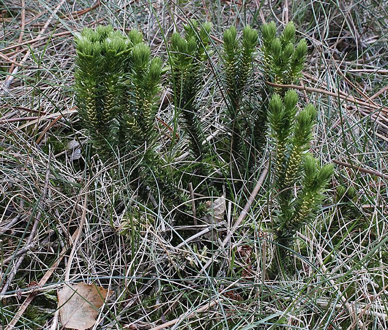 Dennenwolfsklauw is een groenblijvende plant, die van juli tot december sporen draagt om zich te verspreiden (Foto: Mirella Bruynseels)