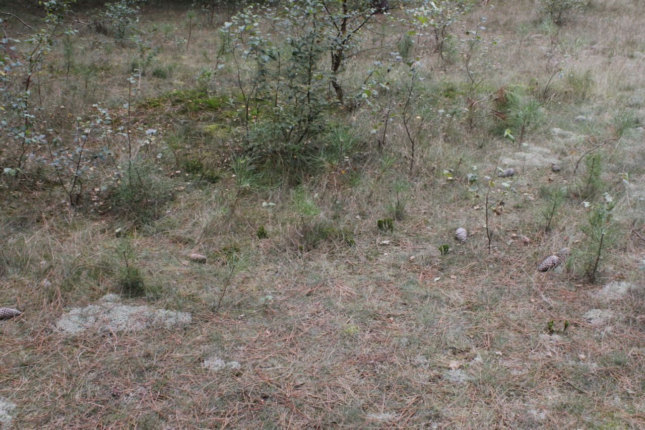 Over een zone van twee bij een meter werden 14 bosjes Dennenwolfsklauw gevonden (Foto: Mirella Bruynseels)