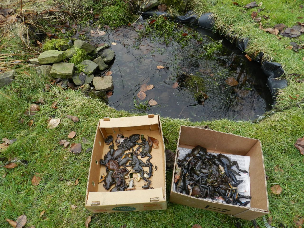 Na de dooi kwamen in deze kleine tuinvijver 75 doodgevroren kikkers en padden en 20 dode salamanders bovendrijven (foto: René Verschraege)