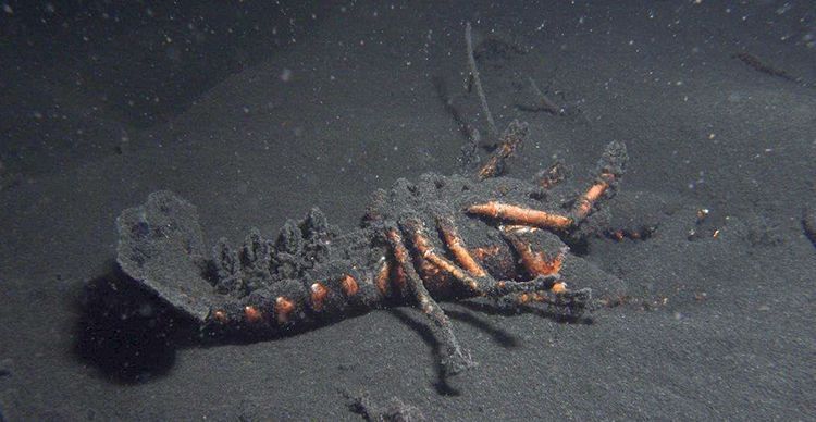 Meerdere dode Zeekreeften zijn onder de Spronglaag aangetroffen, Grevelingenmeer, 2014 (foto: Bas van der Sanden)
