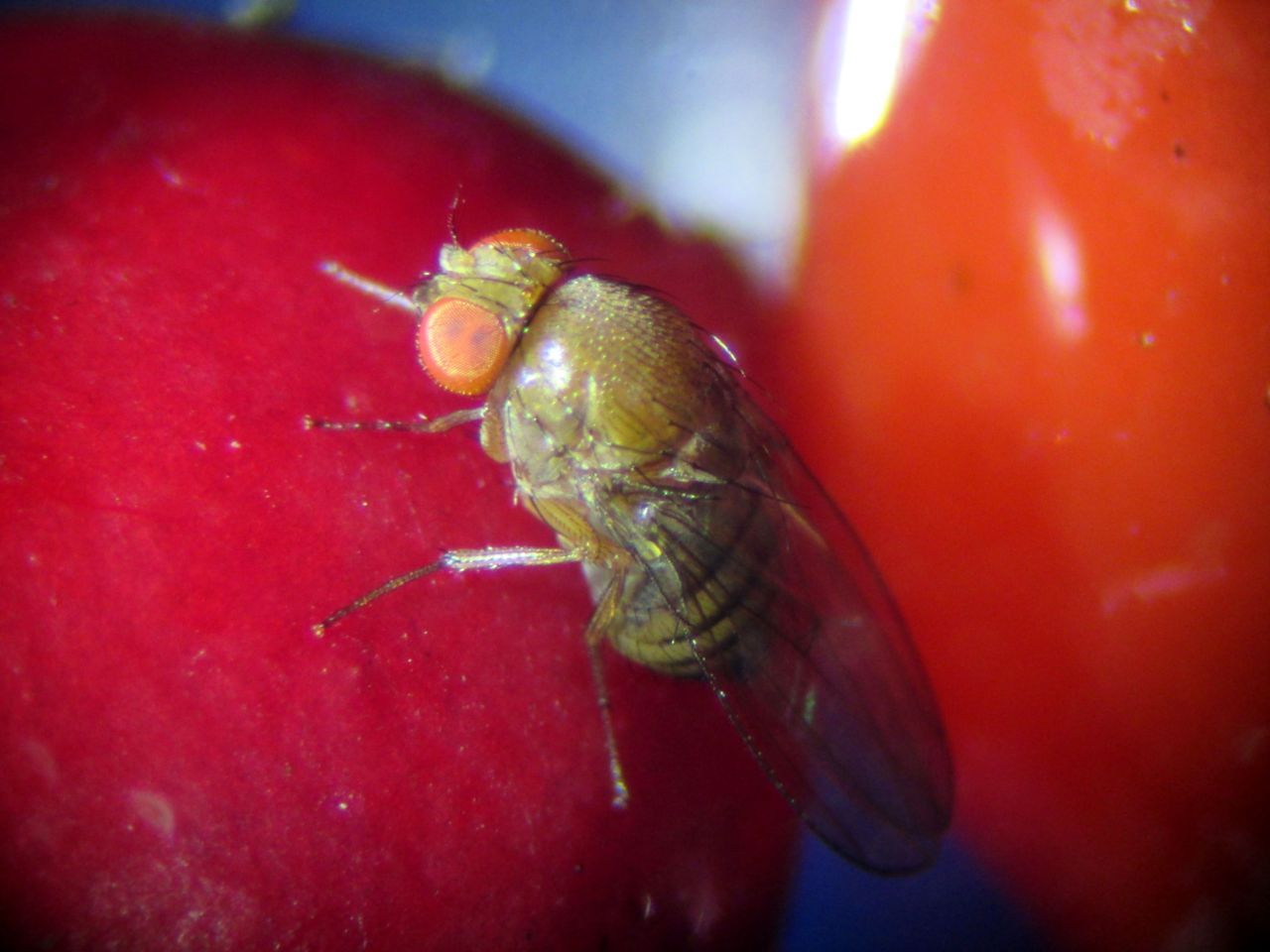 Eiafzet van de suzuki-fruitvlieg op cotoneaster (foto: Silvia Hellingman)