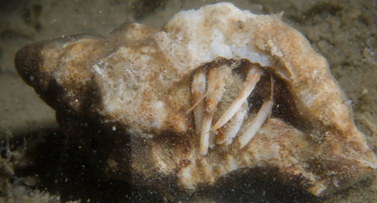 Grote heremietkreeft in fossiele Stekelhoorn (foto: Peter H. van Bragt)