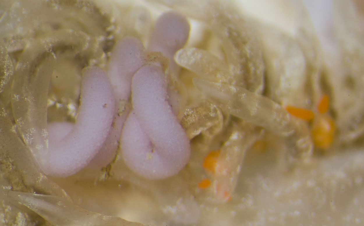 De lichtroze eizakjes van twee Copepode endoparasieten die door de huid van een Kleine vlokslak steken en twee oranje Zeenijntjes (foto: Peter H van Bragt)