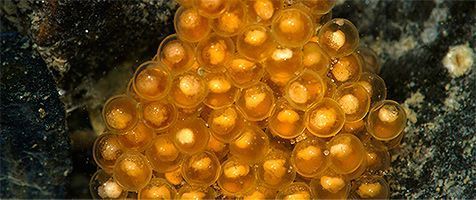 Eieren van de zeedonderpad (foto: Foto Fitis, Sytske Dijksen)