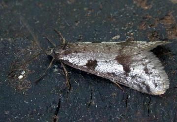 Winterbladroller (foto: Bill Urwin - Somerseth Moth Group)