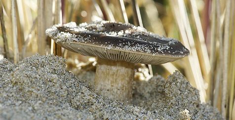 Duinveldridder groeit in het zand op dode helmwortels (foto: Sytske Dijksen, Foto Fitis)