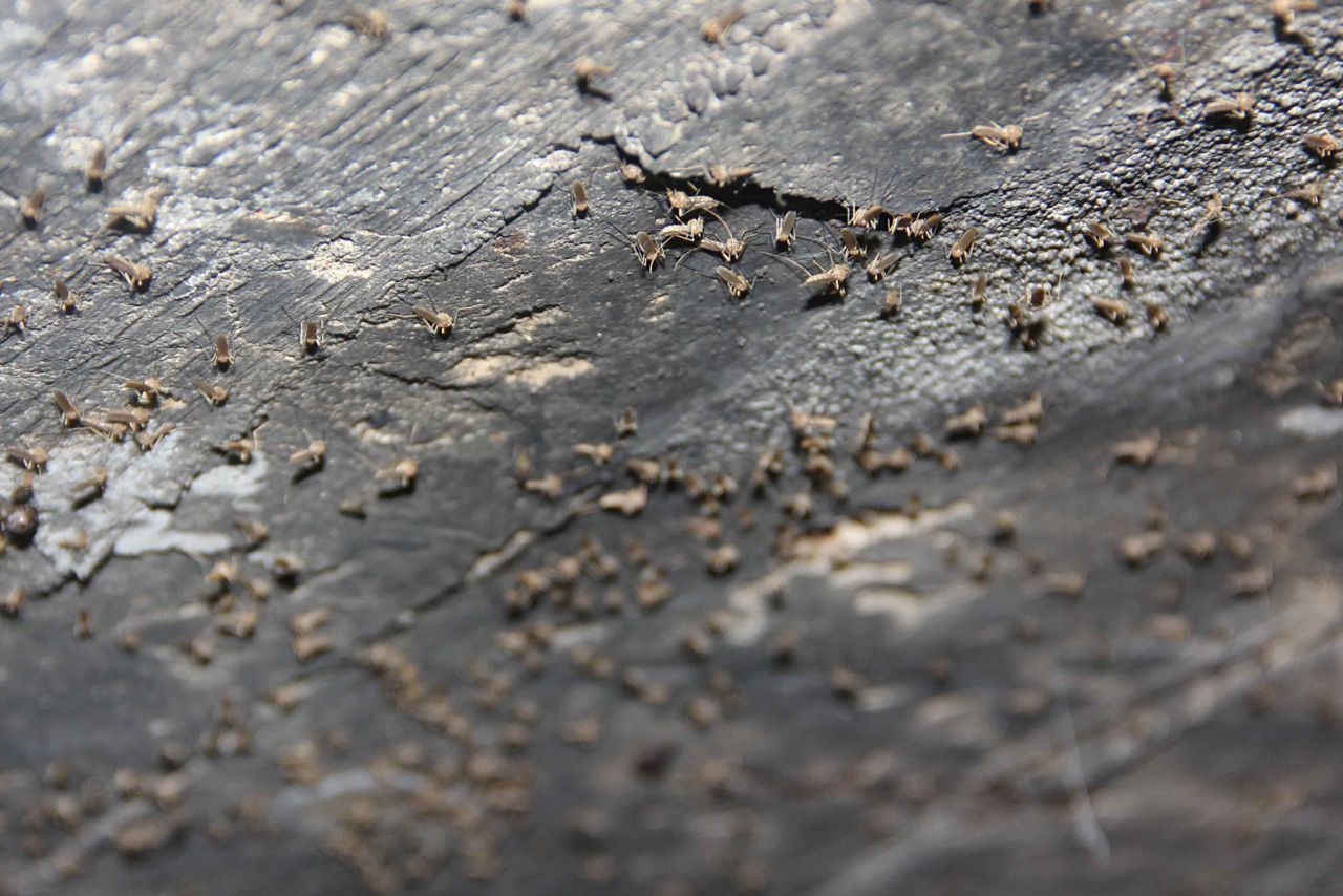 Vele duizenden muggen aangetroffen tijdens inspecties bunkers (foto: Wiegert Steen)