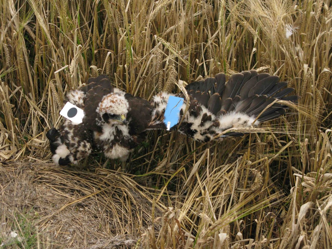 Door een unieke kleur- en codecombinatie op de plastic vleugelmerken, kan elk van de getagde Bruine Kiekendieven individueel worden gevolgd  (foto: Bellen)