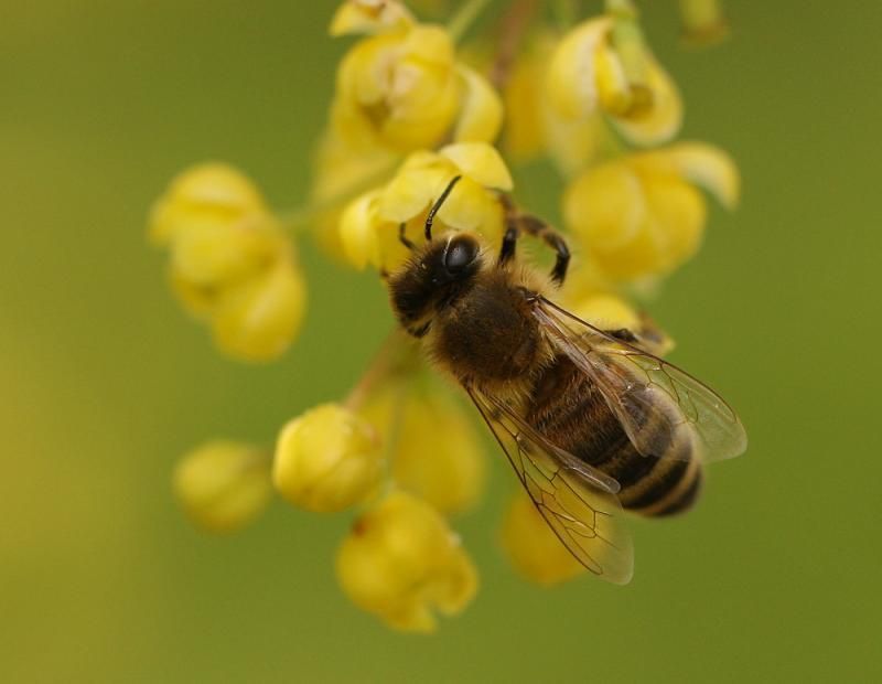 Bijen zijn erg gevoelig voor giftige stoffen en reageren snel op veranderingen in de omgeving. (foto: Leo Janssen)
