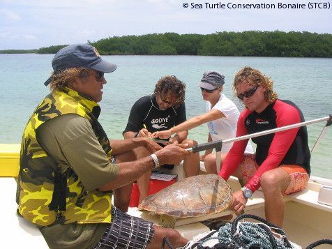 Measuring sea turtles during the Sea Turtle Monitoring Workshop on Bonaire (May 2010) (photo: Sea Turtle Conservation Bonaire)