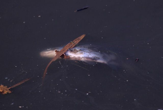 Door het plotse zuurstoftekort stierven heel wat vissen in de Zenne (foto: Chantal Deschepper)