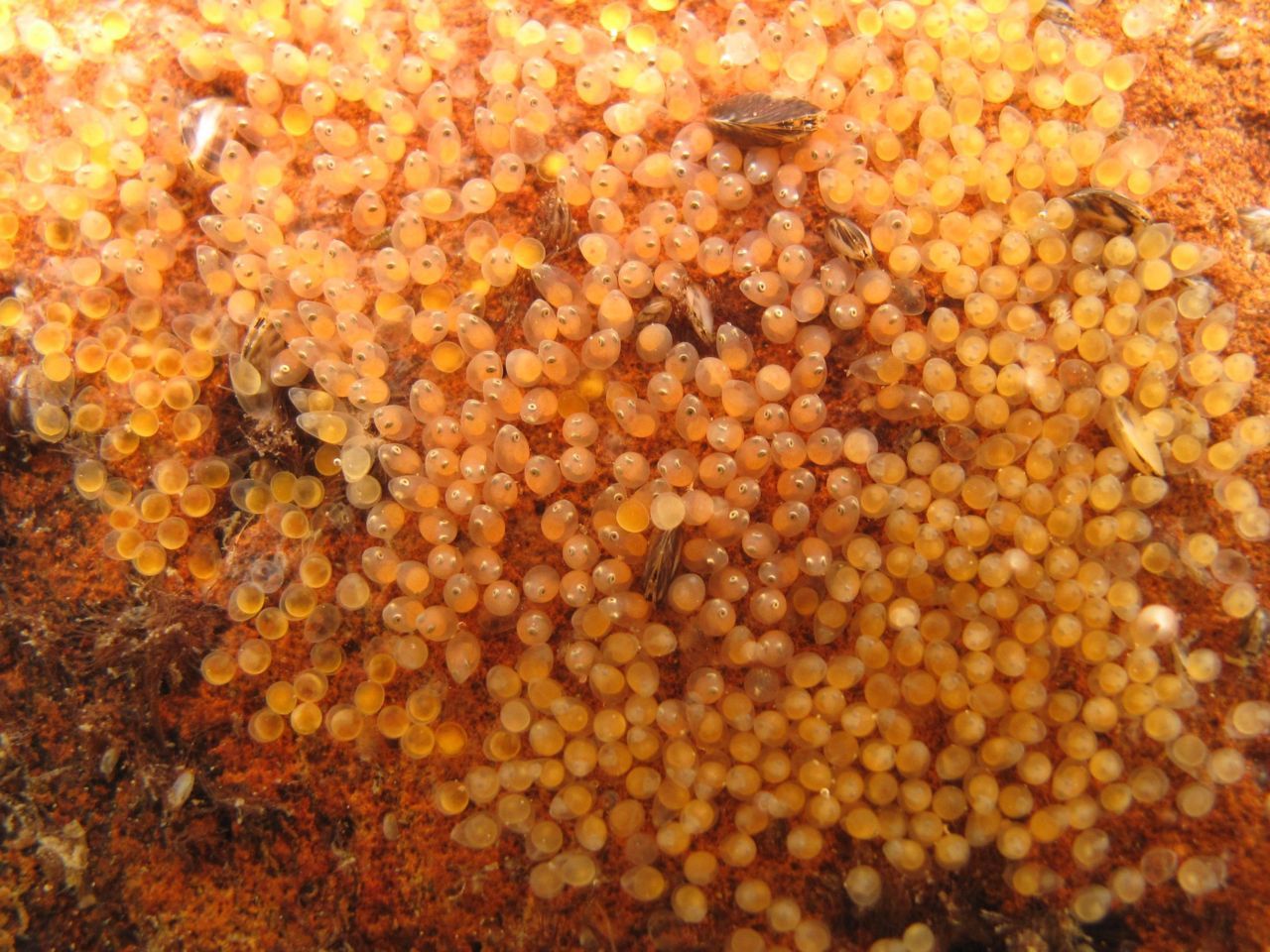 Bijna uitkomende eitjes van de marmergrondel aan de onderkant van een steen (foto: Arthur de Bruin)