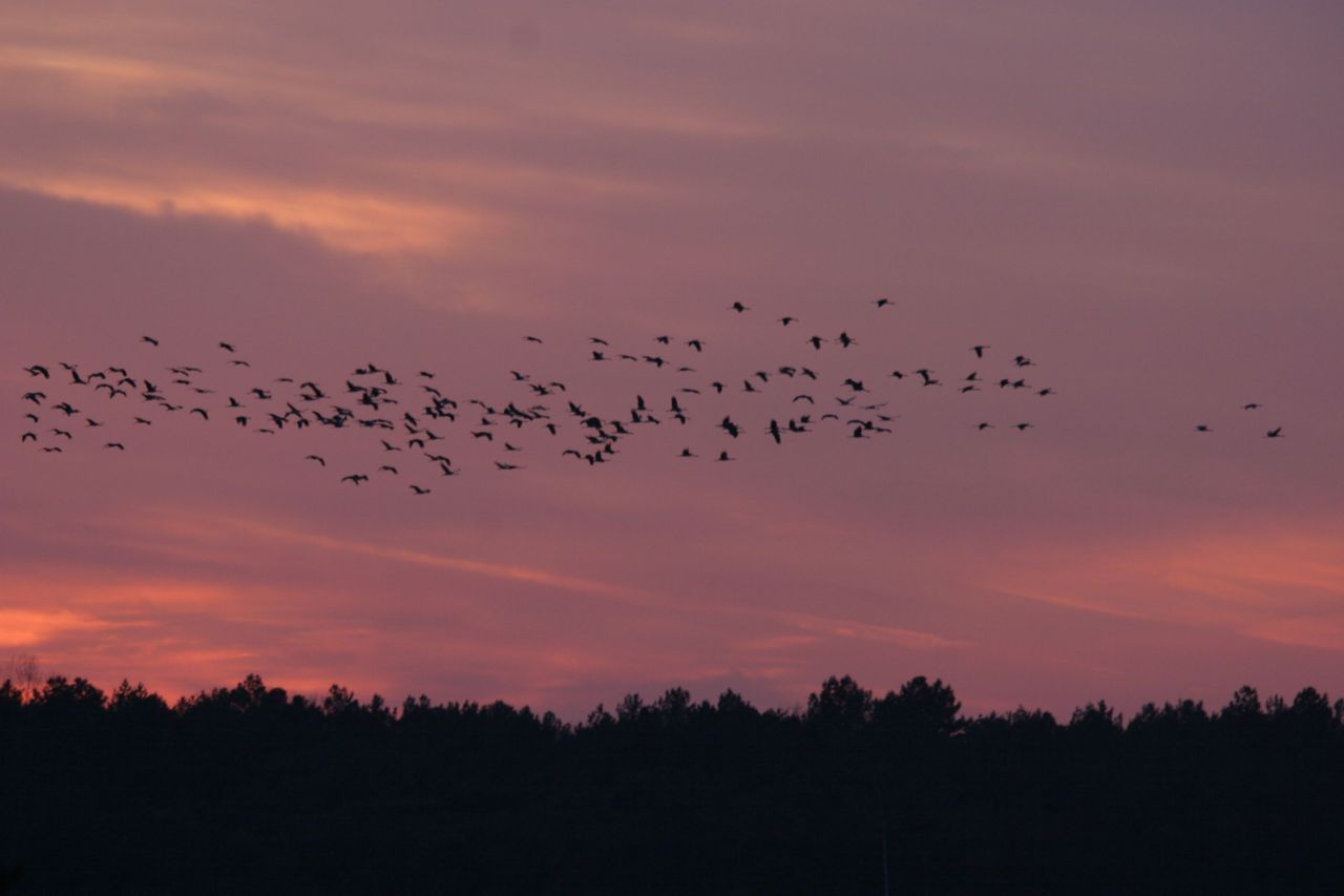 De Kraanvogeltrek zorgt jaarlijks voor spectaculaire taferelen. (foto: Patrick Schuurmans)