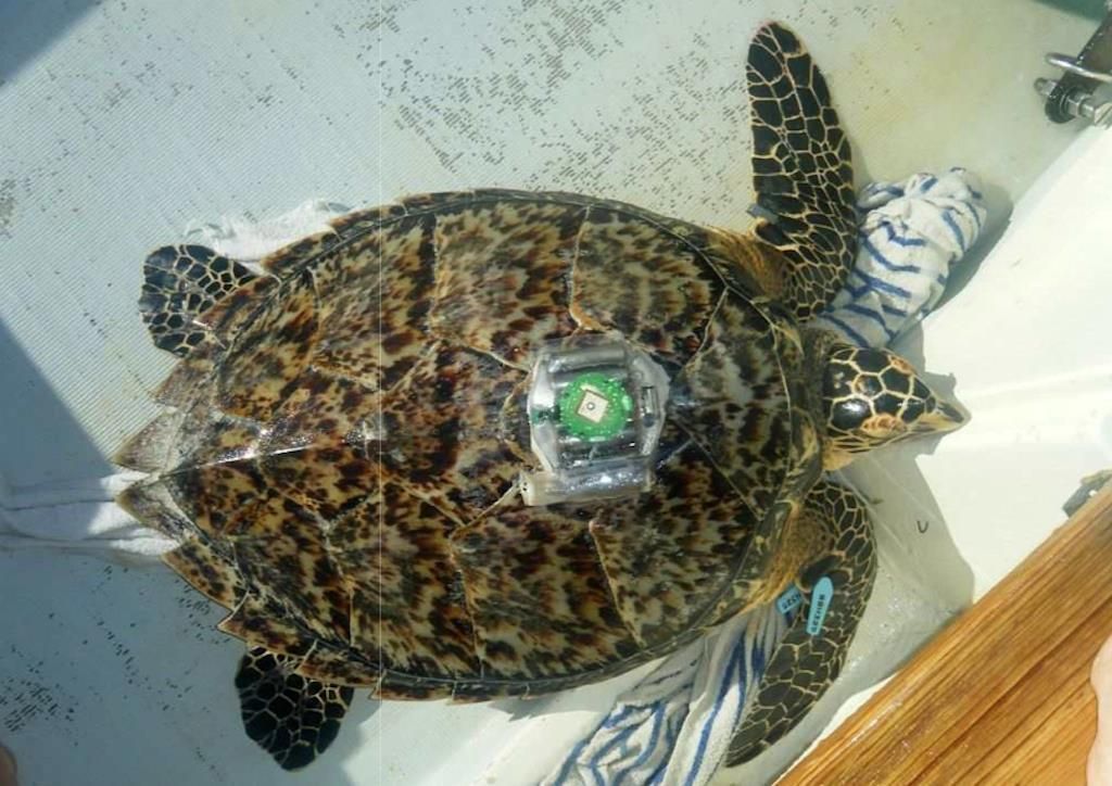 A Hawksbill turtle is equipped with a GPS tracker at Lac Bay (photo: Sea Turtle Conservation Bonaire)