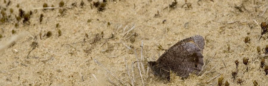 Een van de meest bedreigde dagvlinders in Nederland: kleine heivlinder (foto: Kars Veling)
