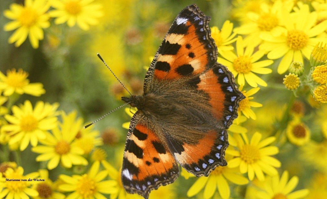 Voor vlinders keert het tij in Groot-Brittanië, maar in België en Nederland daalt de soortenrijkdom verder (Foto: Marianne van der Westen)