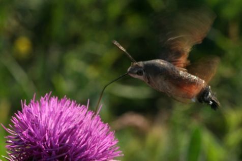 Kolibrievlinder in een distelrestaurant. (foto: Kars Veling)