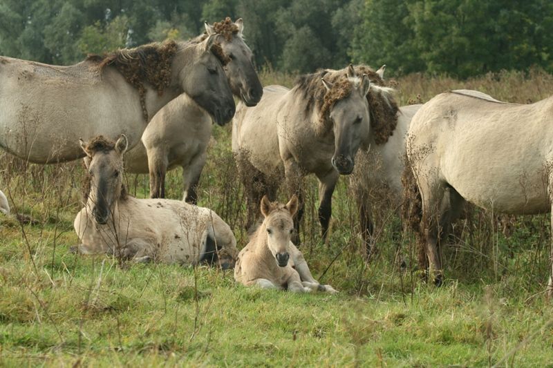 Sociale groep konikpaarden (foto: Tanja de Bode) 