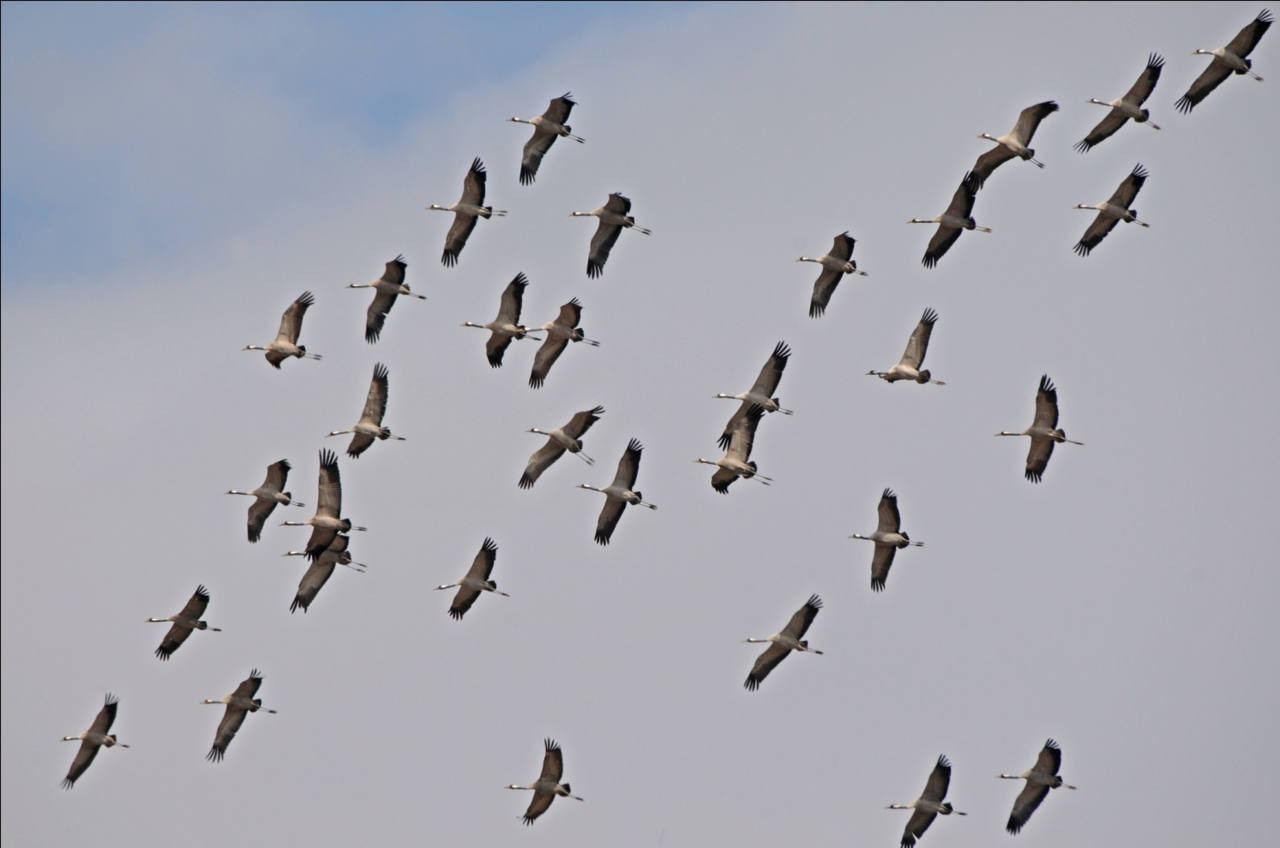 Bij sterke oostenwind doen soms zelfs trekkende Kraanvogels de Maatheide aan (foto Lex Peeters).
