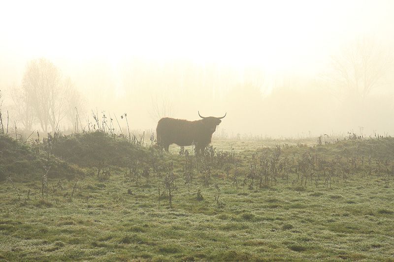 Schotse Hooglander in de mist (foto: Esther Linnartz, FREE Nature)
