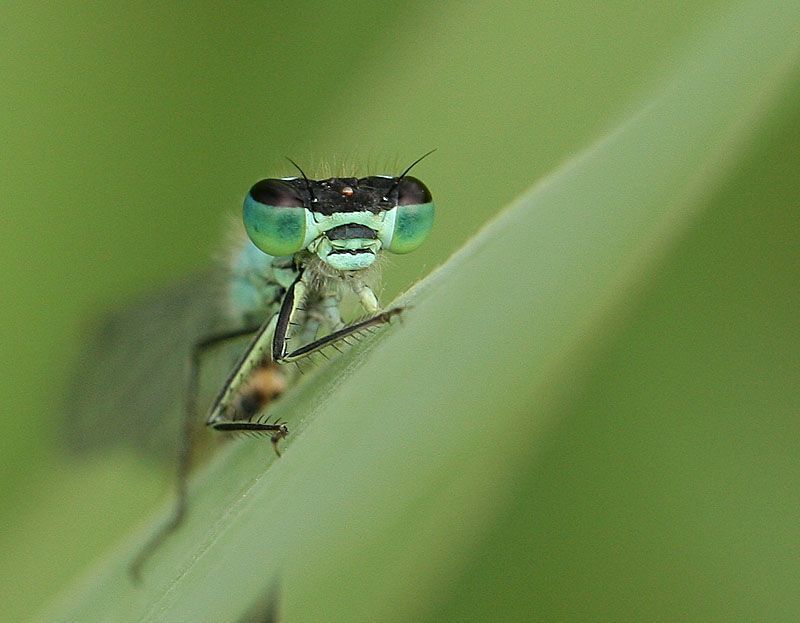 Niet alleen bijen maar ook libellen zoals dit Lantaarntje hebben te lijden onder neonicotinoïden. (foto: Leo Janssen)