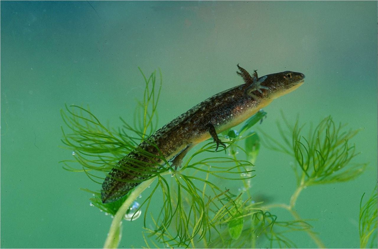 De aanwezigheid én de dichtheid aan larven van salamanders (hier van de Alpenwatersalamander) kan via DNA analyse op een waterstaal worden achterhaald (foto: Hugo Willocx)