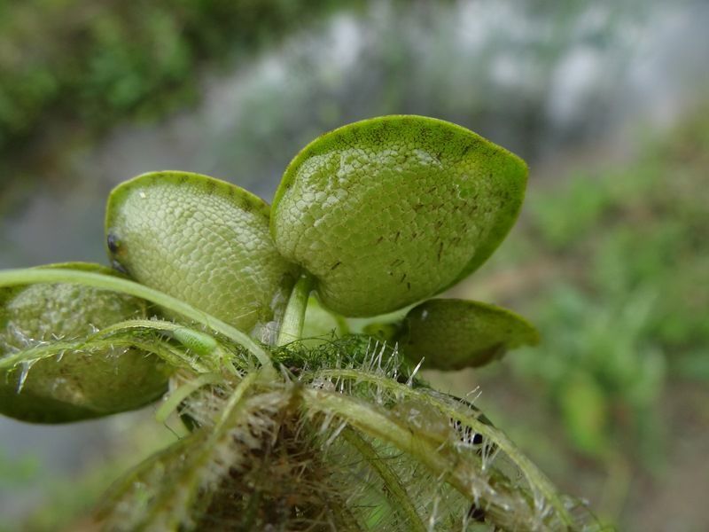 Jonge plantjes van Limnobium laevigatum vertonen soms een zwelling aan de onderzijde van het blad (Foto: Luc Boon)