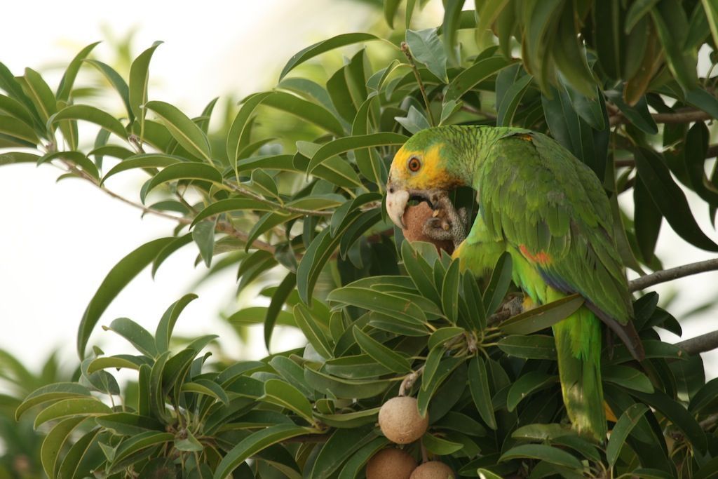 Yellow-shouldered Amazon Parrot eating mispel fruit (foto: Sam Williams) 