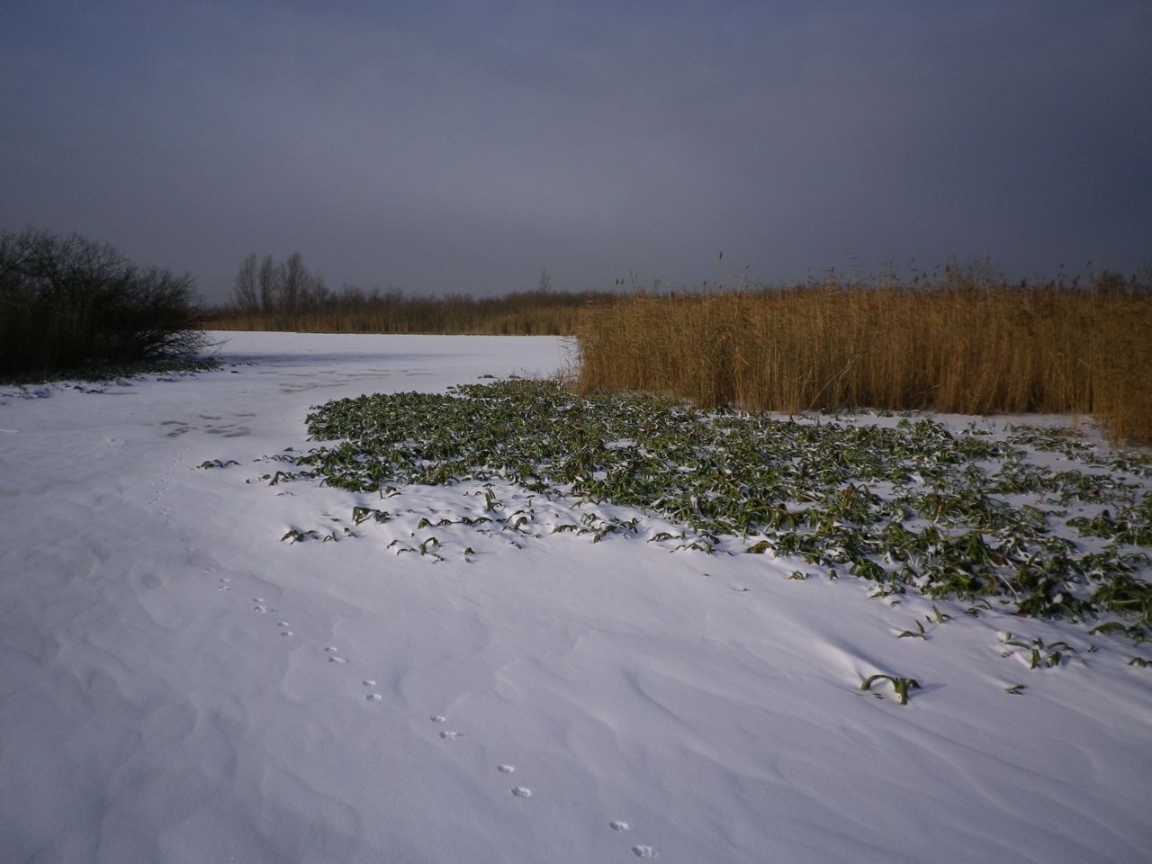 Moerasandijvierozetten in Oostvaardersplassen (foto: Martin van Amstel)