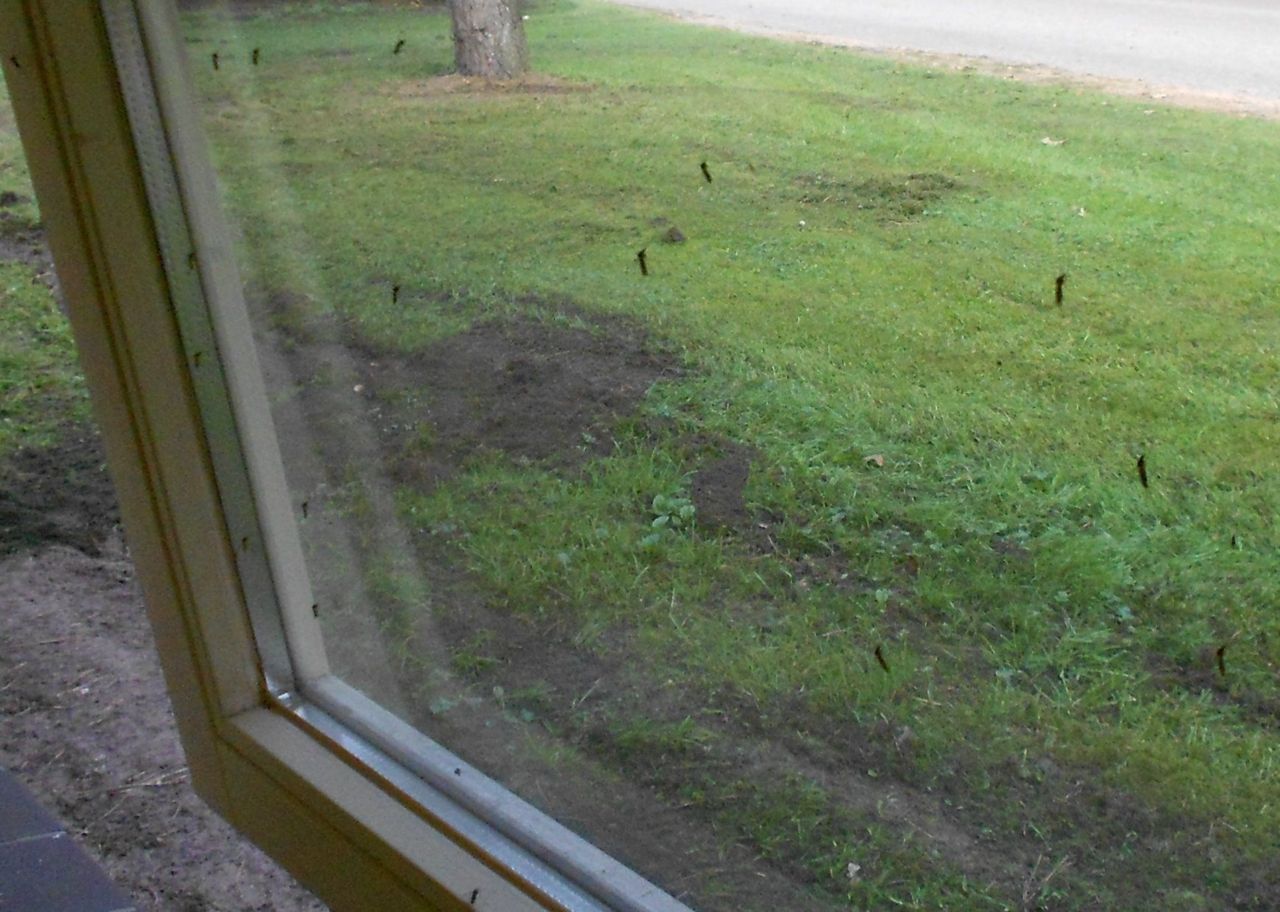 Een vijftigtal vrouwelijke steekmuggen werd op de vroege ochtend van 2 oktober 2011 op dit openstaande raam aangetroffen. Allen zonder bloed overigens. Overdag zal de meerderheid weer naar buiten vliegen. (Foto: Sander Koenraadt)