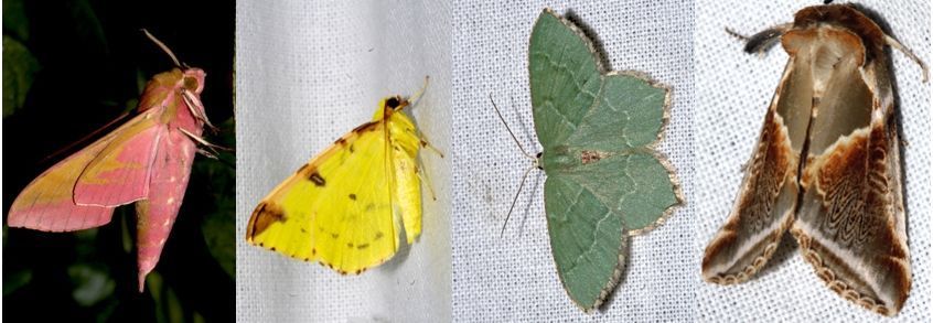 Kleur bij nachtvlinders, vlnr: groot avondrood, hagedoornvlinder, kleine zomervlinder (Hemithea aestivaria) & vuursteenvlinder (foto’s: Kars Veling)