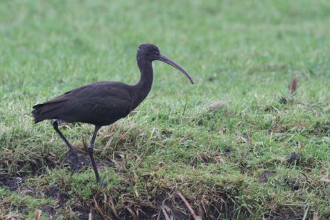 Zwarte ibis bij Oudewater (foto: Arjan Boele)